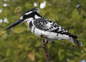 黑白羽毛翠鸟图片